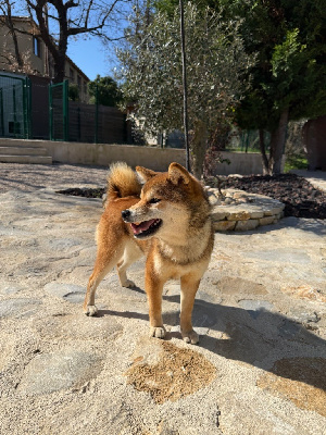 Étalon Shiba - Velvet du Bois de Compiègne