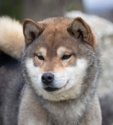 Étalon Shiba - legenda arden Mitsuaki