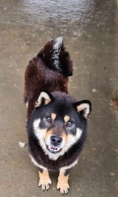 Étalon Shiba - Tushaia Des Brumes de Brocéliande