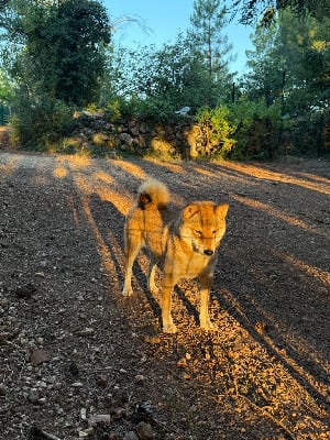 Étalon Shiba - Seiya von den wachtern der krone