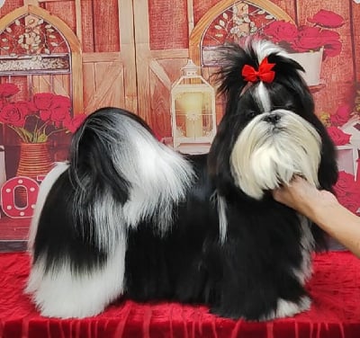Étalon Shih Tzu - CH. Vogue's new égérie De l'encre de chine