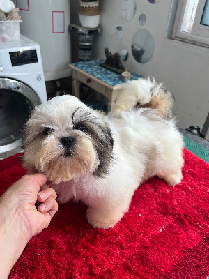 Étalon Shih Tzu - Aloès De Pepsie Pep's