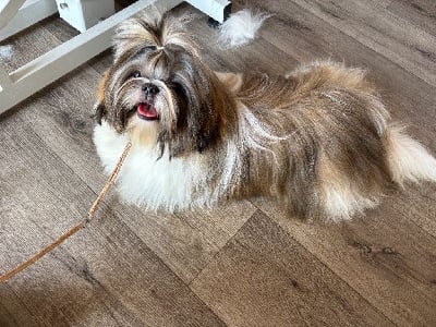 Étalon Shih Tzu - Vanille des Amours de Pyrène