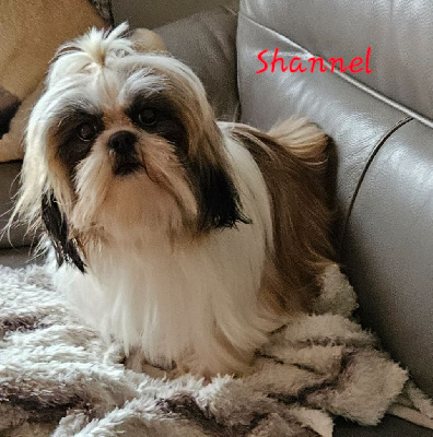 Étalon Shih Tzu - Shanel coco des Lutins de la Palmeraie