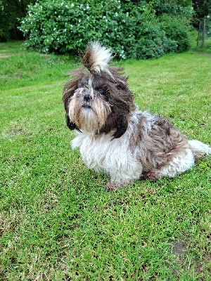Étalon Shih Tzu - Ugotine de l or de dahaia