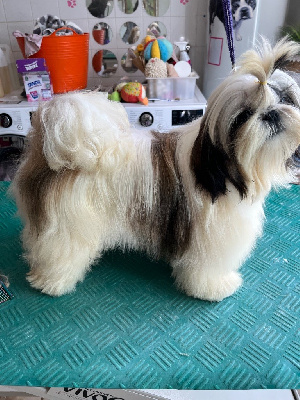 Étalon Shih Tzu - Valinka De Pepsie Pep's