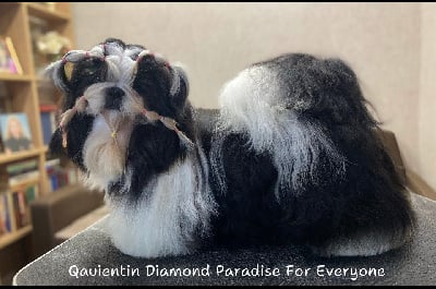 Étalon Shih Tzu - Quentin diamond paradise for everyone