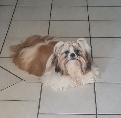 Étalon Shih Tzu - Tory Du val de la salamandre