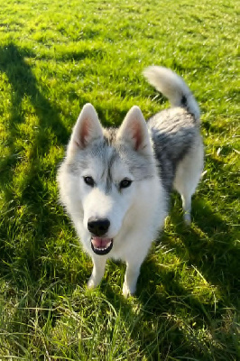 Étalon Siberian Husky - CH. V-elia Of Wolf's Sun