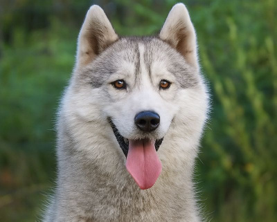 Étalon Siberian Husky - Alcateia Das Neves Tikka