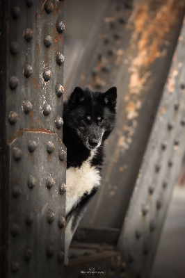 Étalon Siberian Husky - Ulla Des Chants Nordiques