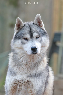 Étalon Siberian Husky - CH. Shaïko the dream of wolves