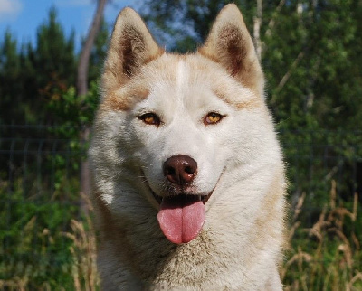 Étalon Siberian Husky - Alcateia Das Neves Taina