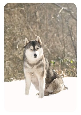 Étalon Siberian Husky - Tiya du Domaine D'Eily