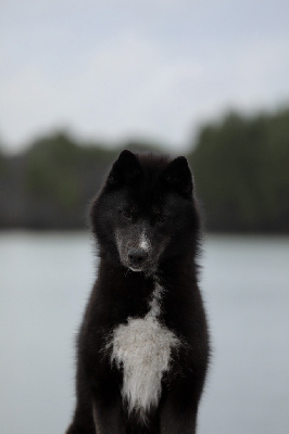 Étalon Siberian Husky - Atena wilderness wild dogs