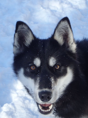 Étalon Siberian Husky - Tennessee des p'tits loups Vadrouilleurs