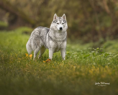 Étalon Siberian Husky - Tynda Of Kolyma Wolves