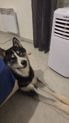 Étalon Siberian Husky - Valkyrie strong warrior Du Phoenix D'Or