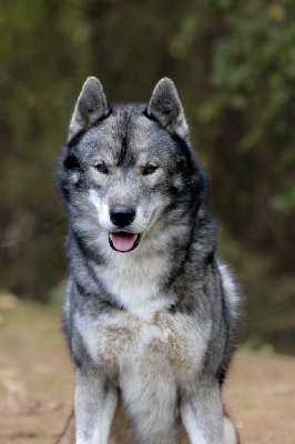 Étalon Siberian Husky - Togo Of The Nordic Empire