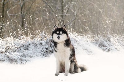 Étalon Siberian Husky - severnaya luna Jane