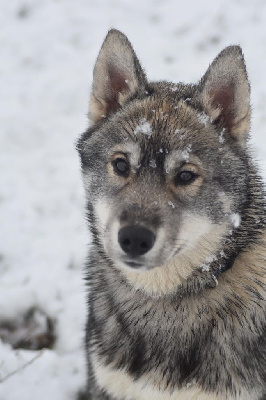 Étalon Siberian Husky - Nox taun forest