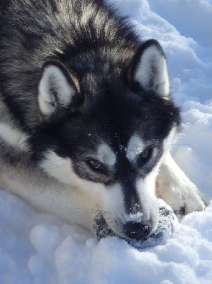Étalon Siberian Husky - Safety des p'tits loups Vadrouilleurs