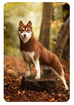 Étalon Siberian Husky - zausel's What else