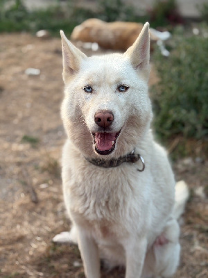 Étalon Siberian Husky - Nami (Sans Affixe)