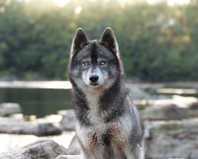 Étalon Siberian Husky - Cherry on the pie togo's life