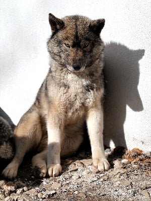 Étalon Siberian Husky - snow image Afrodita