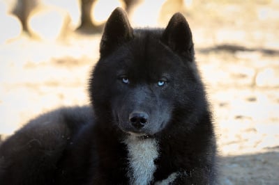 Étalon Siberian Husky - Xceptional black wolf Of The Nordic Empire