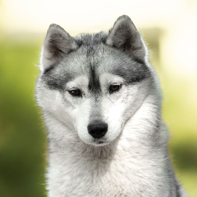 Étalon Siberian Husky - CH. Keeper Show Shadow flint