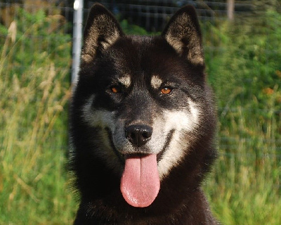 Étalon Siberian Husky - Nymeria alcateia taun forest