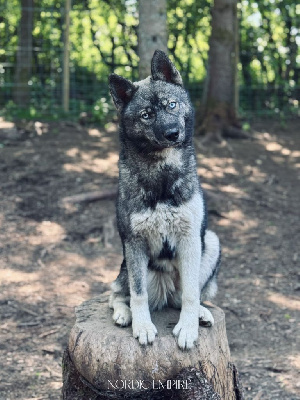 Étalon Siberian Husky - Xtreme love to the moon and back Of The Nordic Empire