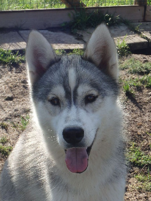 Étalon Siberian Husky - Ryver des p'tits loups Vadrouilleurs