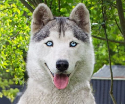 Étalon Siberian Husky - Phoebee (Sans Affixe)
