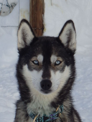 Étalon Siberian Husky - Sansa des p'tits loups Vadrouilleurs