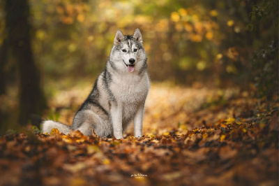 Étalon Siberian Husky - Vanille De La Meute De Raven