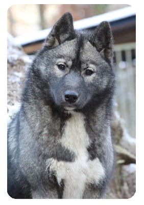 Étalon Siberian Husky - Xclusive endless love Of The Nordic Empire