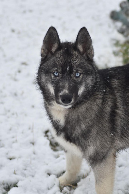 Étalon Siberian Husky - Marshamallow taun forest