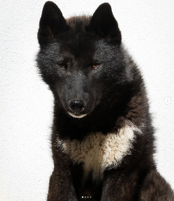 Étalon Siberian Husky - Velour d'amour de la valse enneigée