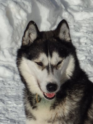 Étalon Siberian Husky - Spyrit des p'tits loups Vadrouilleurs