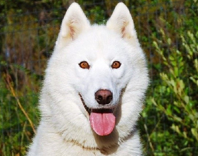 Étalon Siberian Husky - Alcateia Das Neves Topaze des neiges
