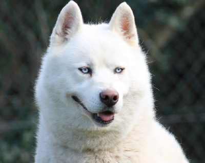 Étalon Siberian Husky - CH. Liubov's Gino