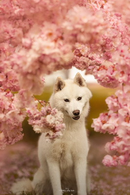 Étalon Siberian Husky - CH. Flower Of Tenebrae Under the snow
