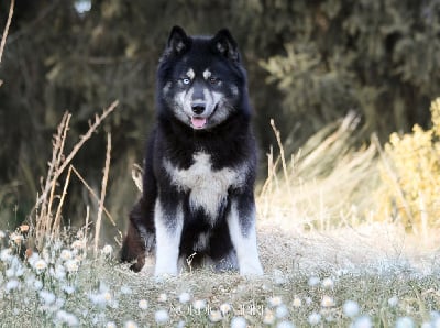 Étalon Siberian Husky - berry mix Yupi blueberry