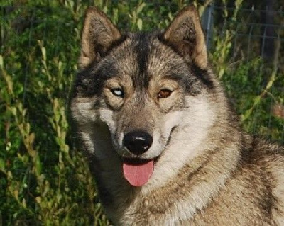 Étalon Siberian Husky - Alcateia Das Neves Twilight