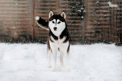 Étalon Siberian Husky - Black pearl intelligent lady (Sans Affixe)