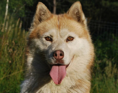 Étalon Siberian Husky - Liona Naillik's