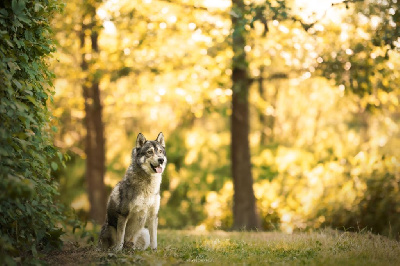 Étalon Siberian Husky - Saiko Des Chants Nordiques